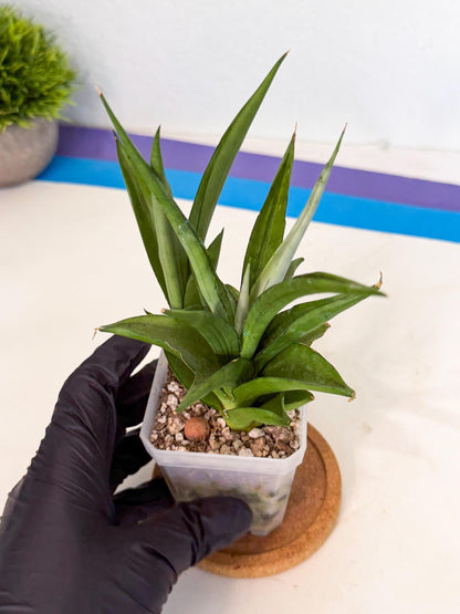 Sansevieria Manee Thewee (ca1) (4) | Imported