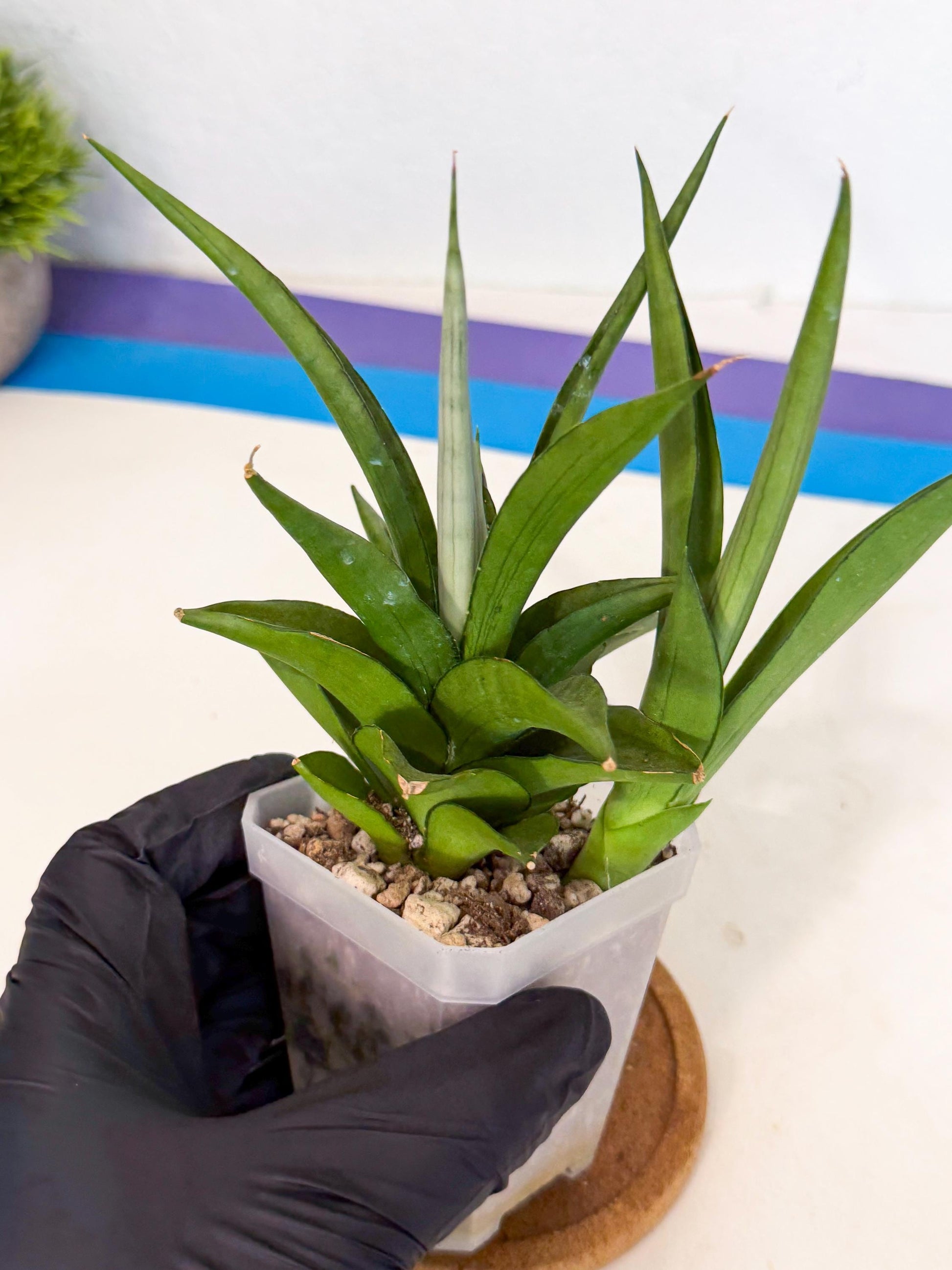 Sansevieria Manee Thewee (ca1) (4) | Imported