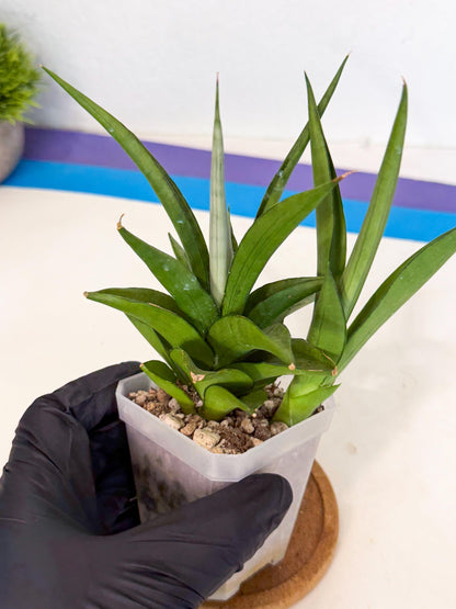 Sansevieria Manee Thewee (ca1) (4) | Imported