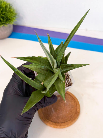 Sansevieria Manee Thewee (ca1) (4) | Imported