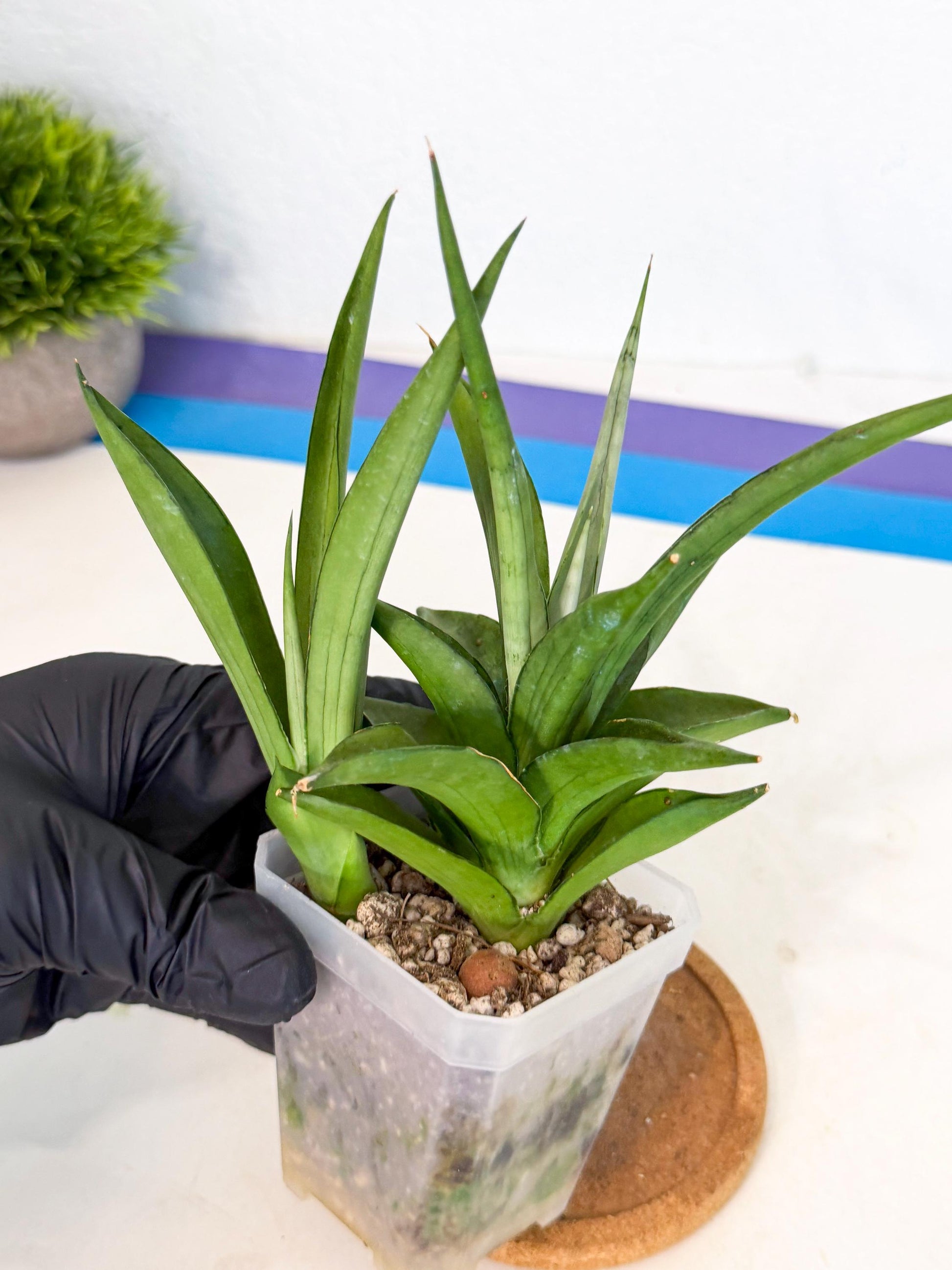 Sansevieria Manee Thewee (ca1) (4) | Imported