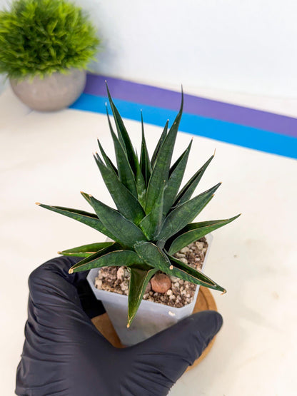 Sansevieria Boo (Ca1) (5) | Imported Plant