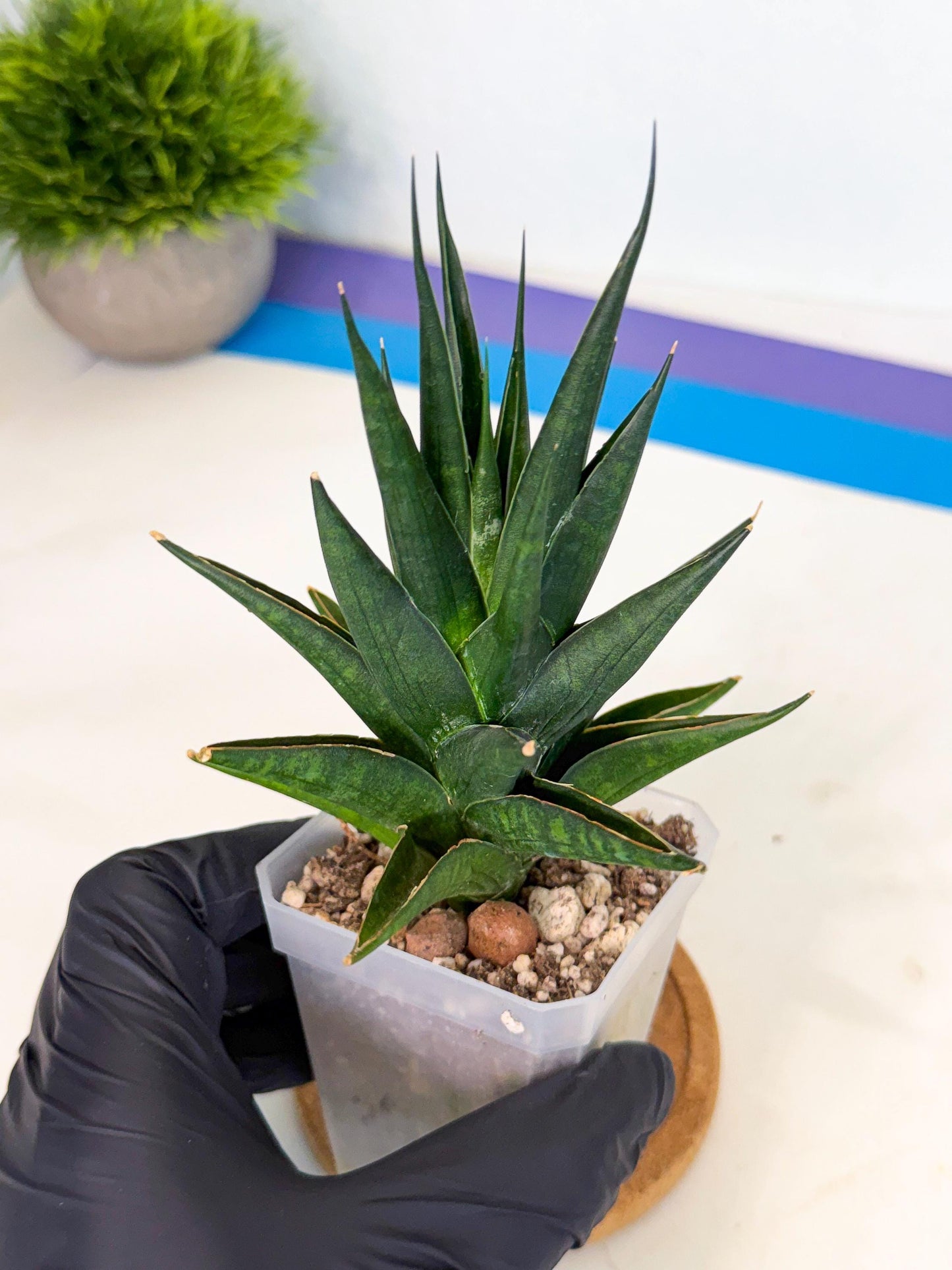 Sansevieria Boo (Ca1) (5) | Imported Plant