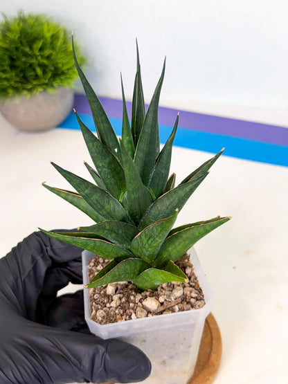 Sansevieria Boo (Ca1) (5) | Imported Plant