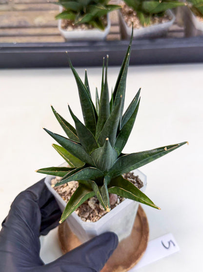 Sansevieria Boo (Ca1) (5) | Imported Plant