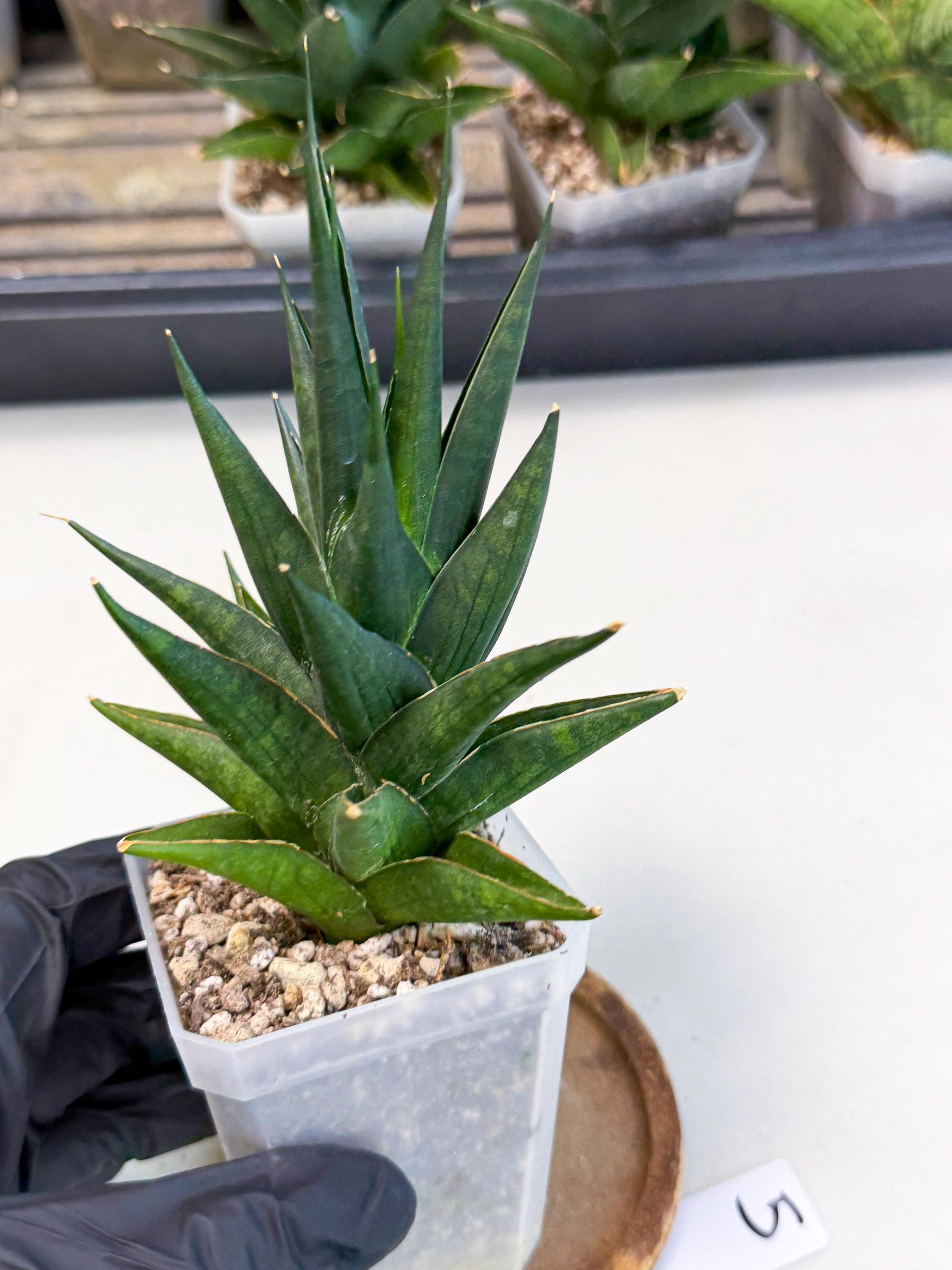 Sansevieria Boo (Ca1) (5) | Imported Plant