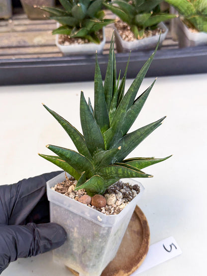 Sansevieria Boo (Ca1) (5) | Imported Plant