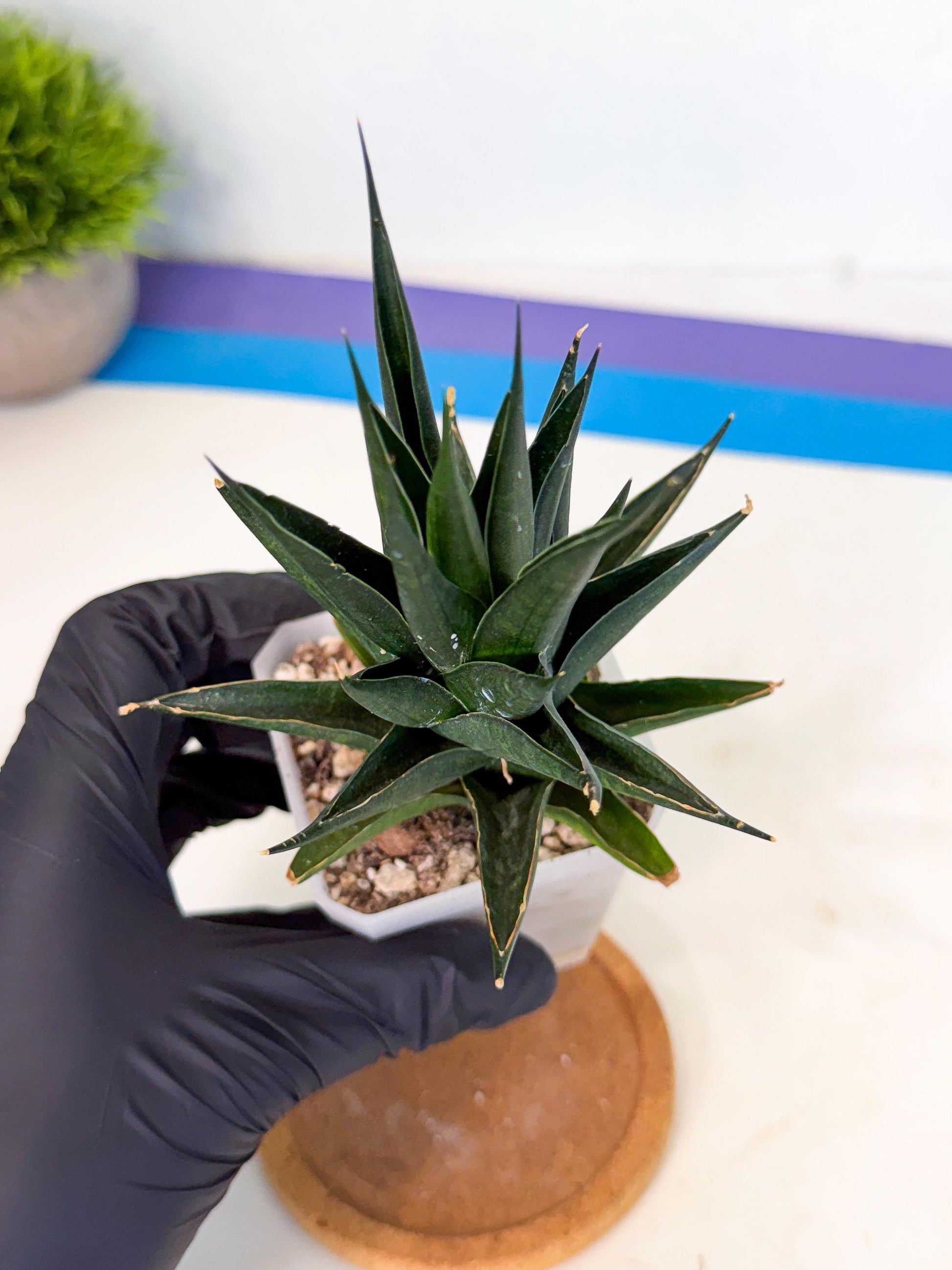 Sansevieria Boo (Ca1) (7) | Imported Plant