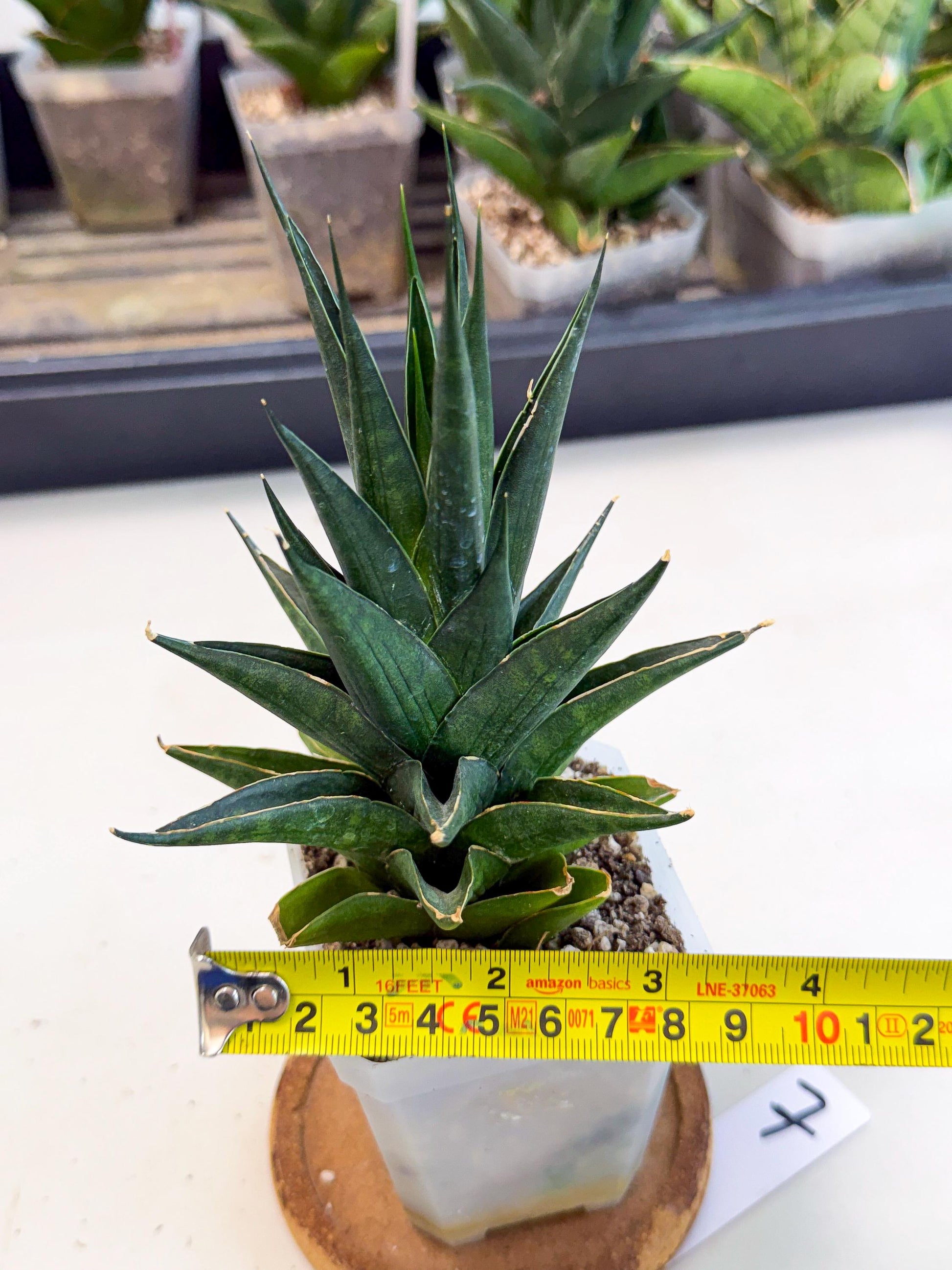 Sansevieria Boo (Ca1) (7) | Imported Plant