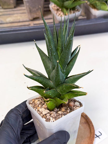Sansevieria Boo (Ca1) (7) | Imported Plant