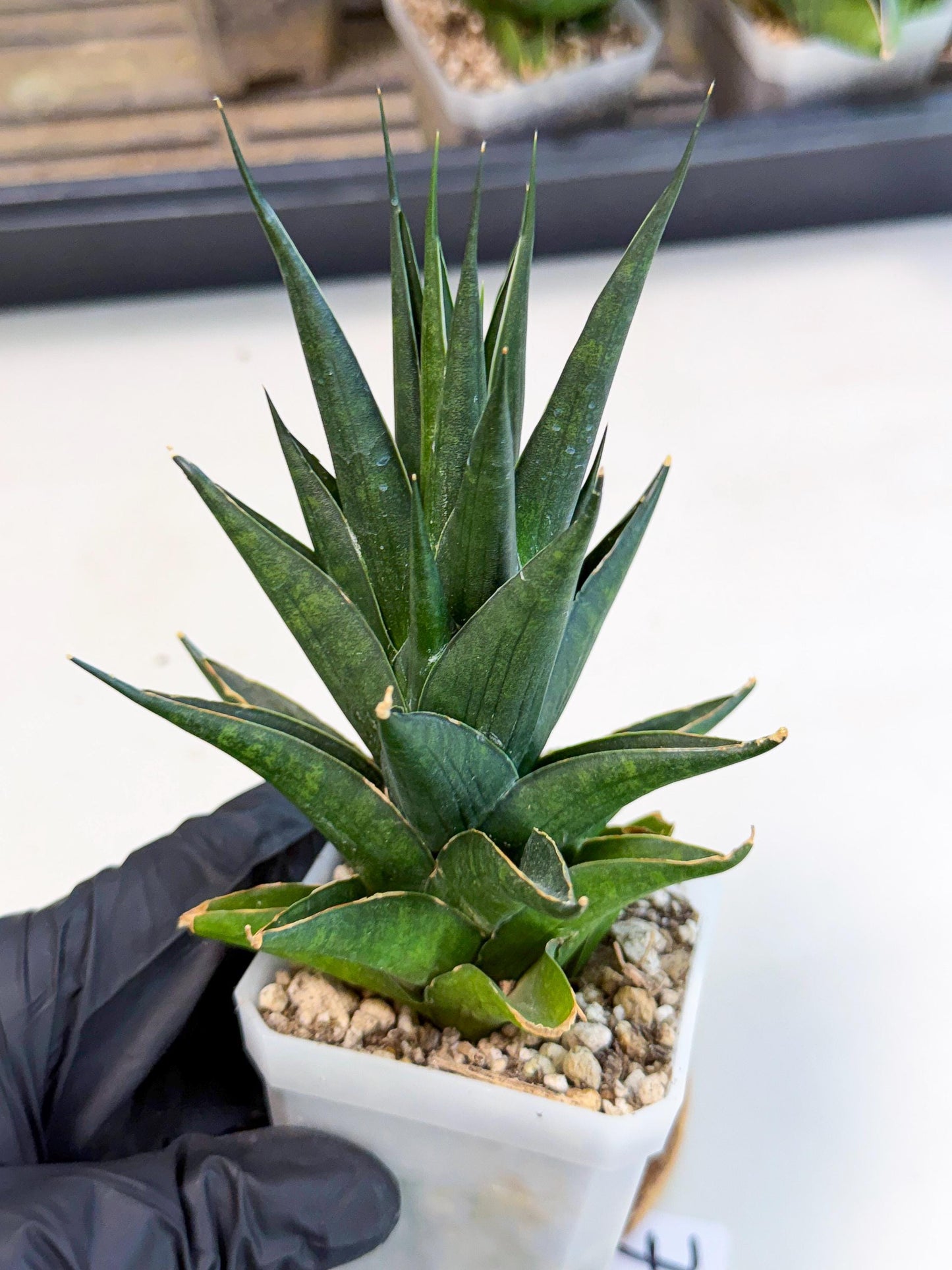 Sansevieria Boo (Ca1) (7) | Imported Plant