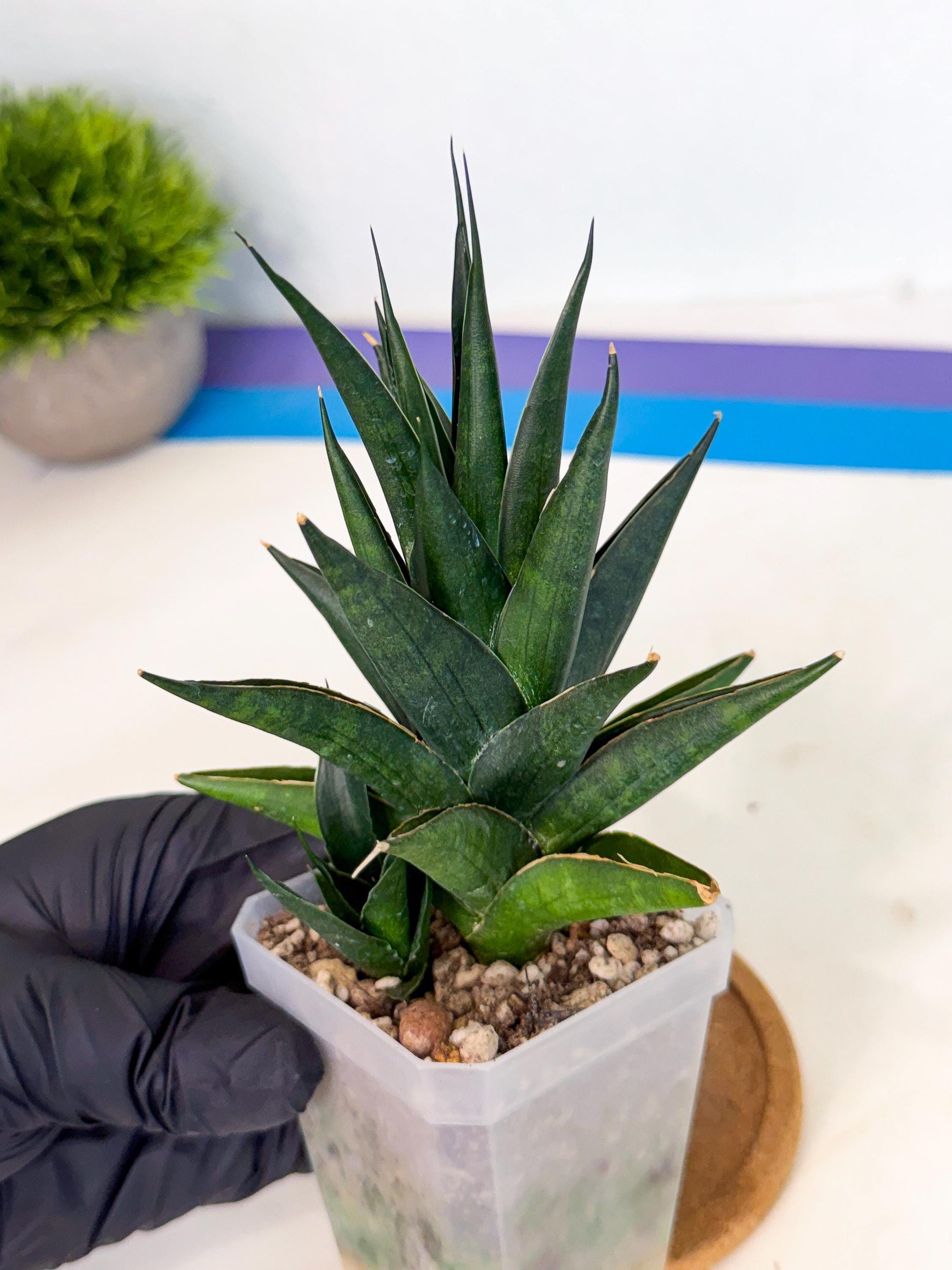 Sansevieria Boo (Ca1) (8) | Imported Plant