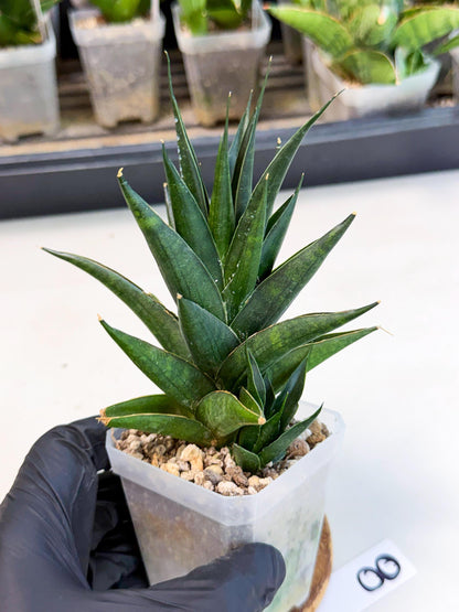 Sansevieria Boo (Ca1) (8) | Imported Plant