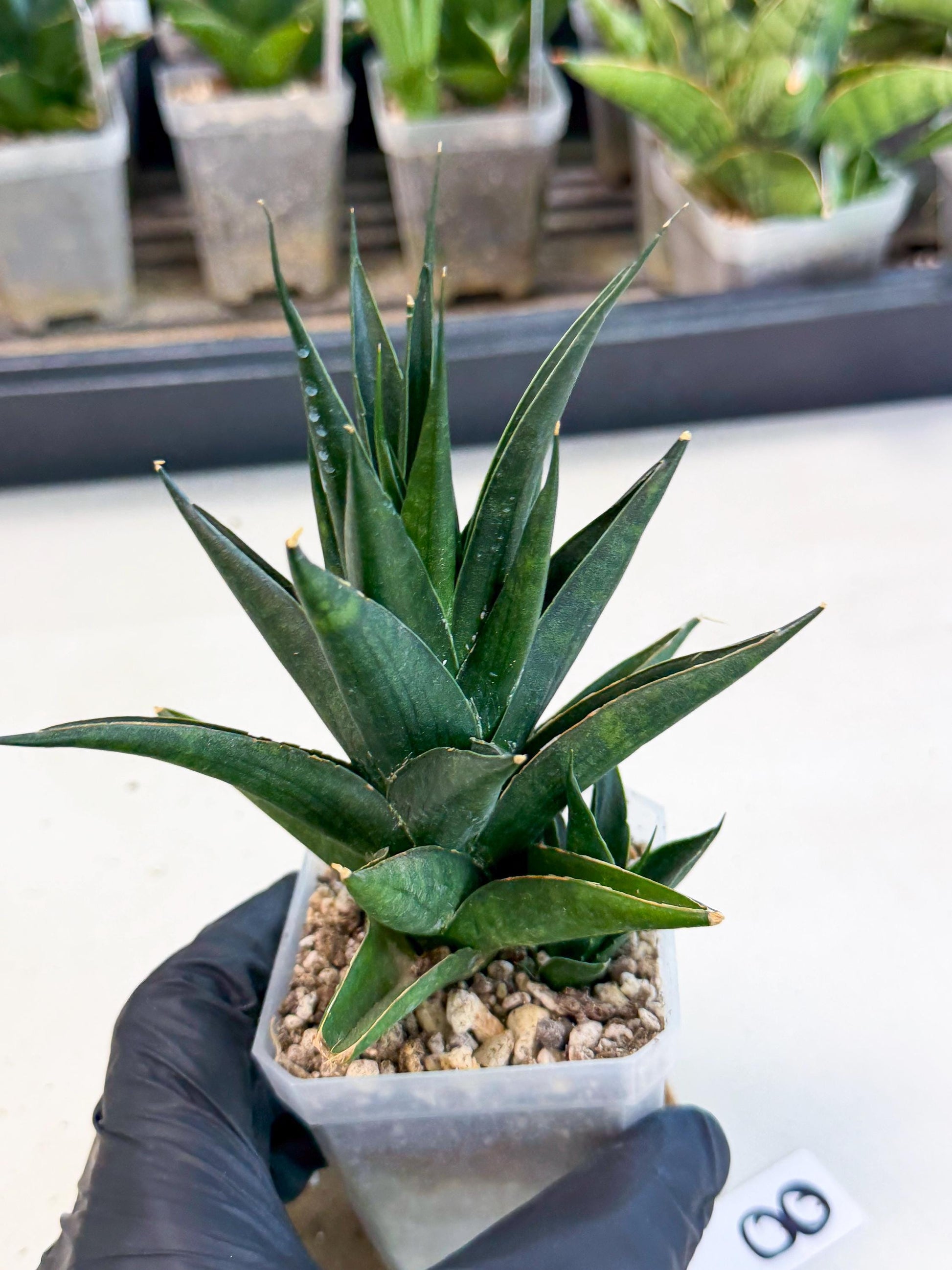 Sansevieria Boo (Ca1) (8) | Imported Plant