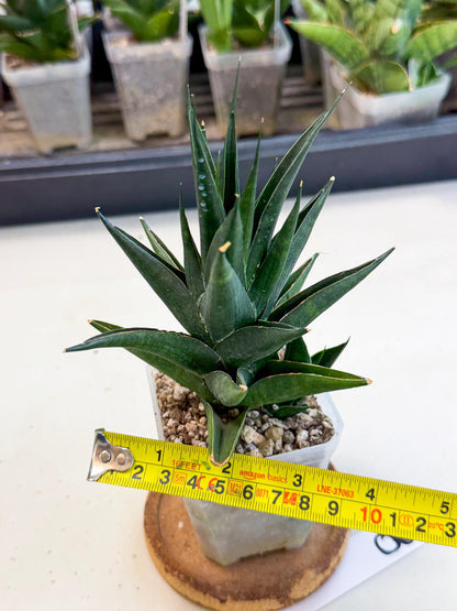 Sansevieria Boo (Ca1) (8) | Imported Plant
