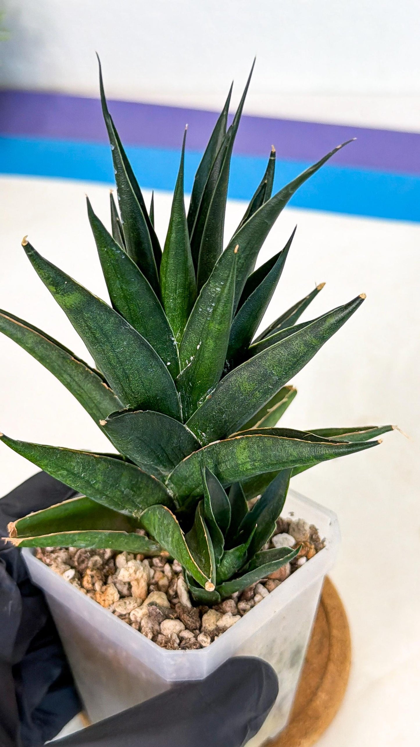 Sansevieria Boo (Ca1) (8) | Imported Plant
