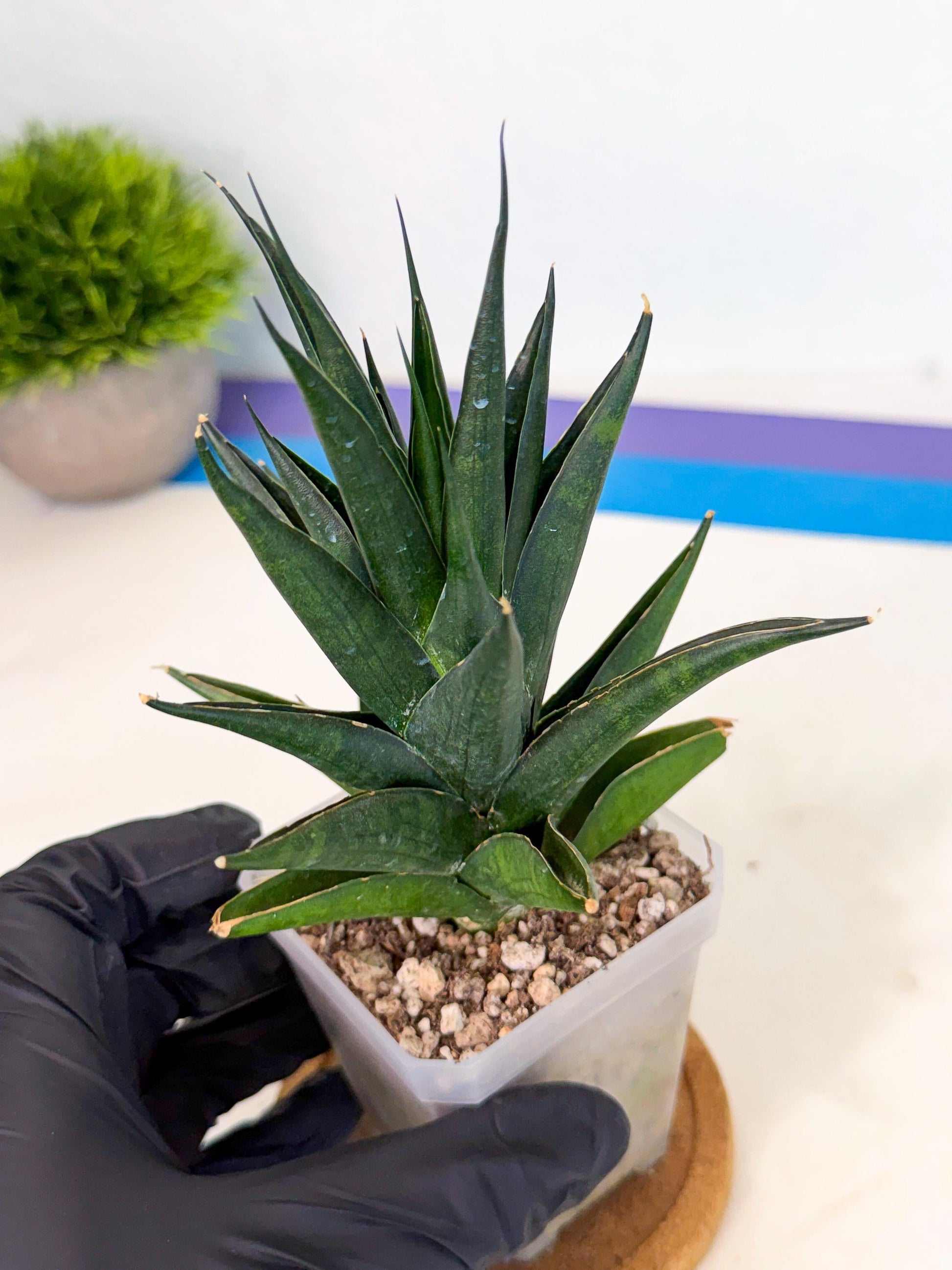 Sansevieria Boo (Ca1) (8) | Imported Plant