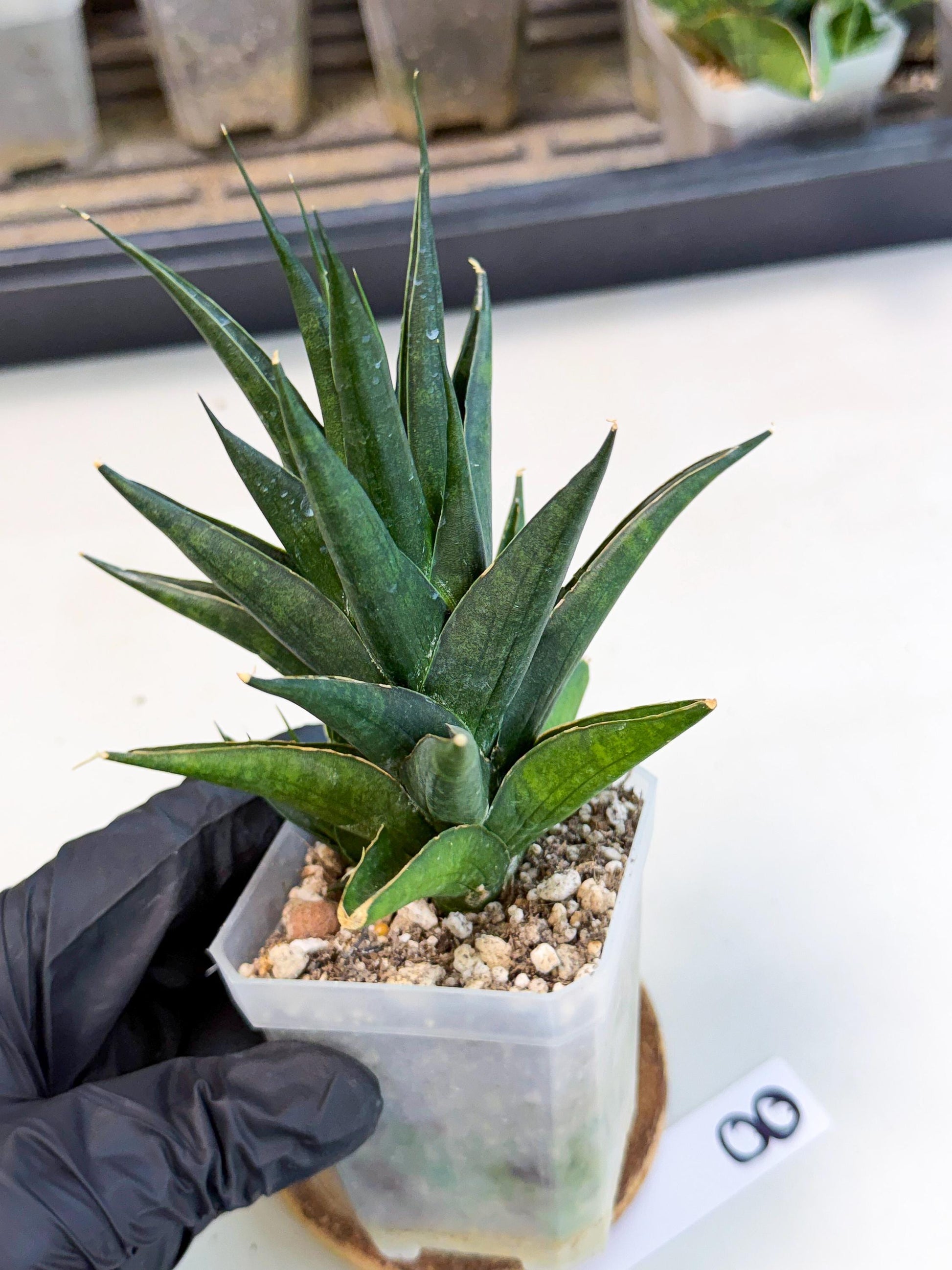 Sansevieria Boo (Ca1) (8) | Imported Plant