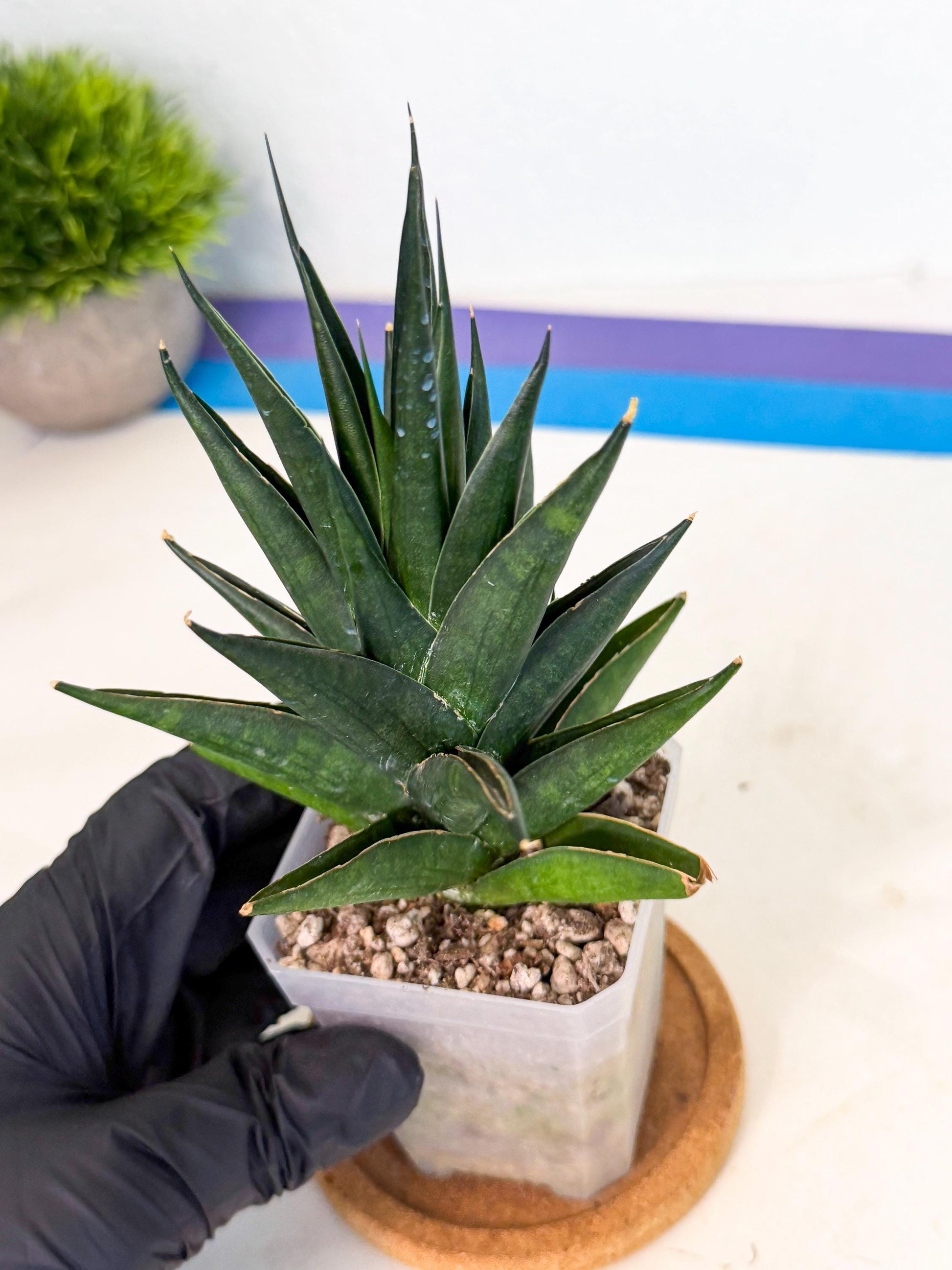 Sansevieria Boo (Ca1) (8) | Imported Plant