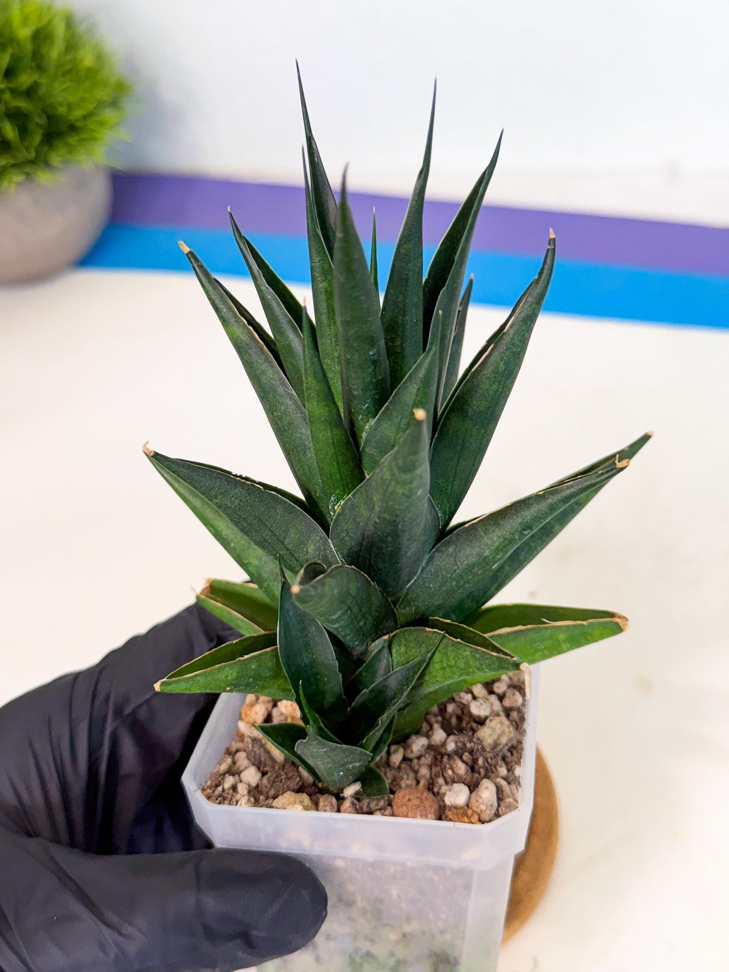 Sansevieria Boo (Ca1) (8) | Imported Plant