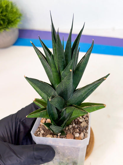 Sansevieria Boo (Ca1) (8) | Imported Plant