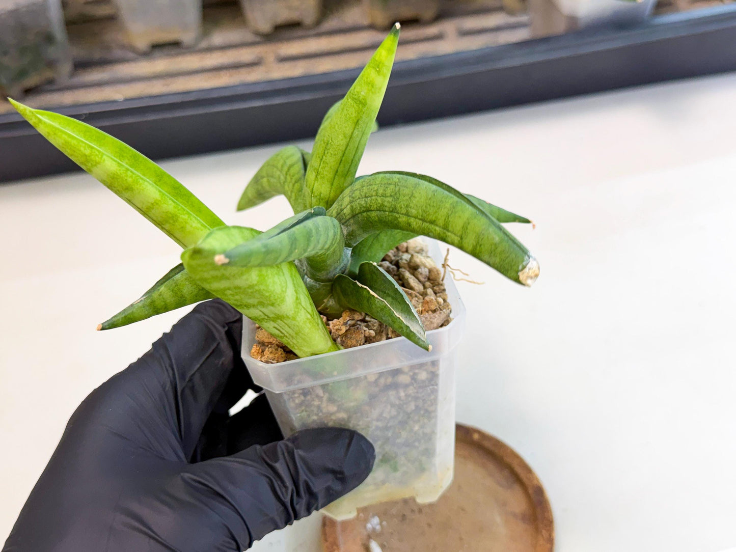 Sansevieria Lemon (ca1) (9) | Rare Hybrid