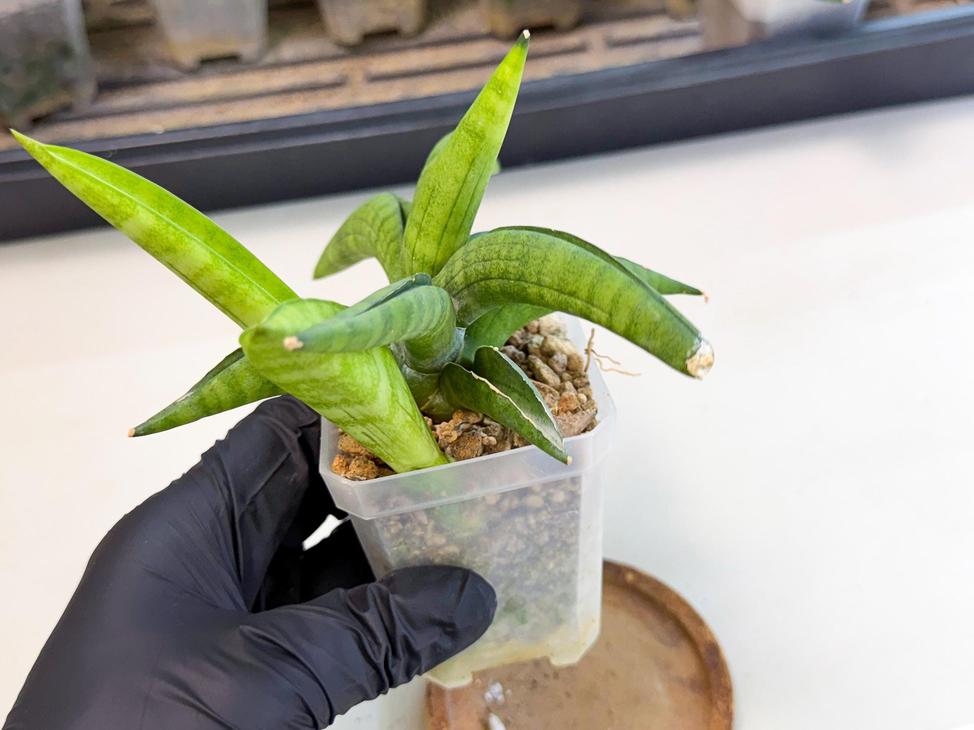 Sansevieria Lemon (ca1) (9) | Rare Hybrid