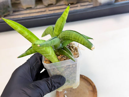 Sansevieria Lemon (ca1) (9) | Rare Hybrid