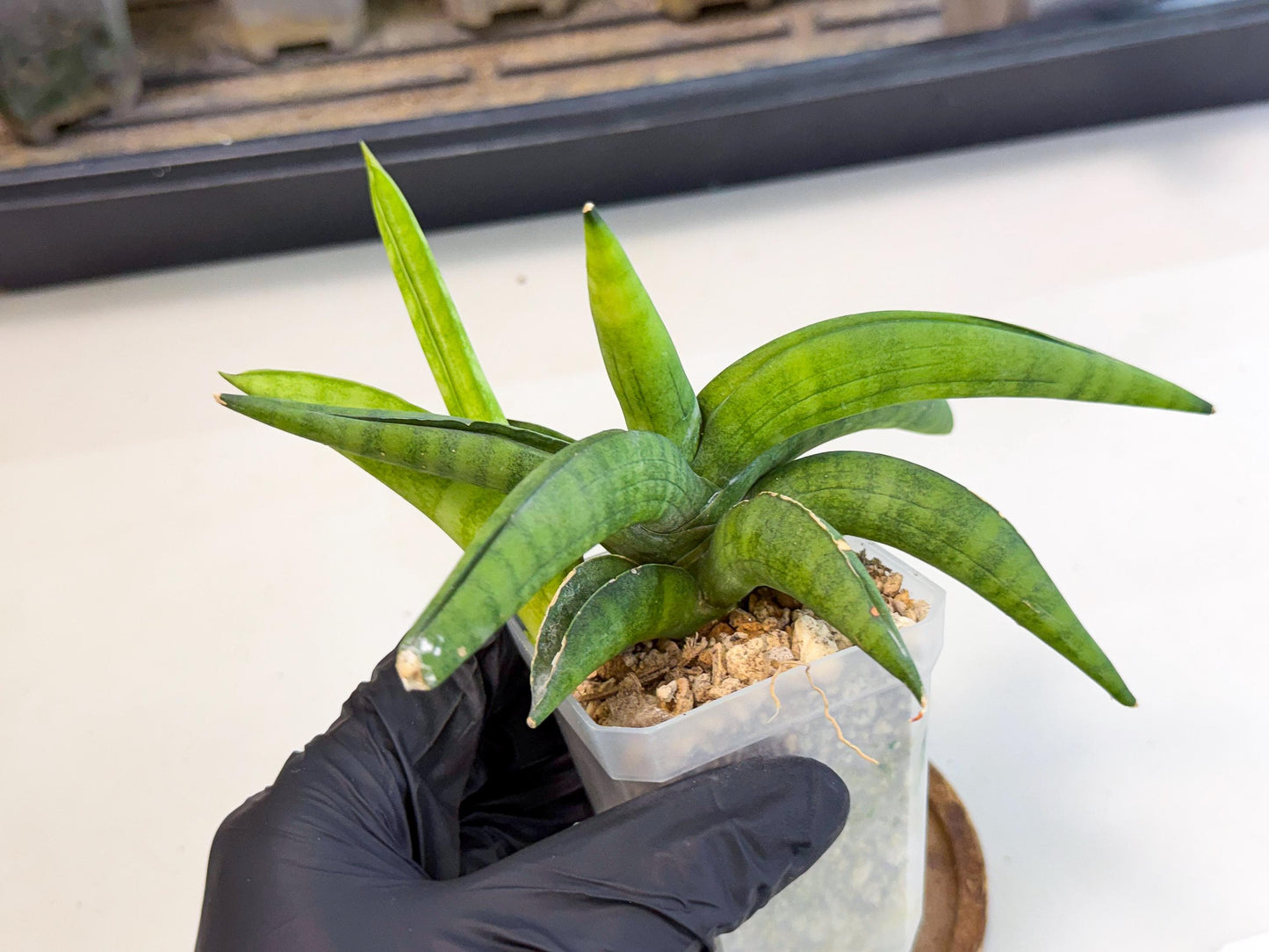 Sansevieria Lemon (ca1) (9) | Rare Hybrid