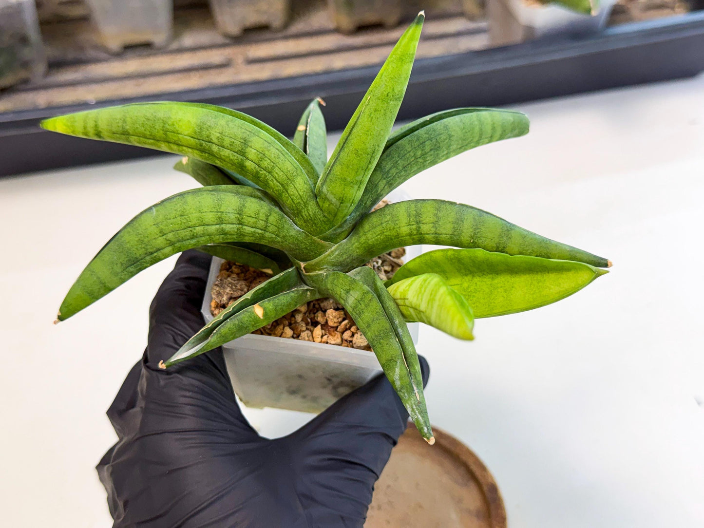 Sansevieria Lemon (ca1) (9) | Rare Hybrid