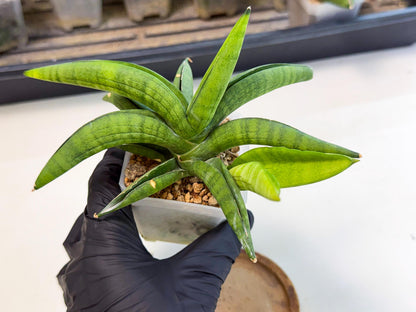 Sansevieria Lemon (ca1) (9) | Rare Hybrid