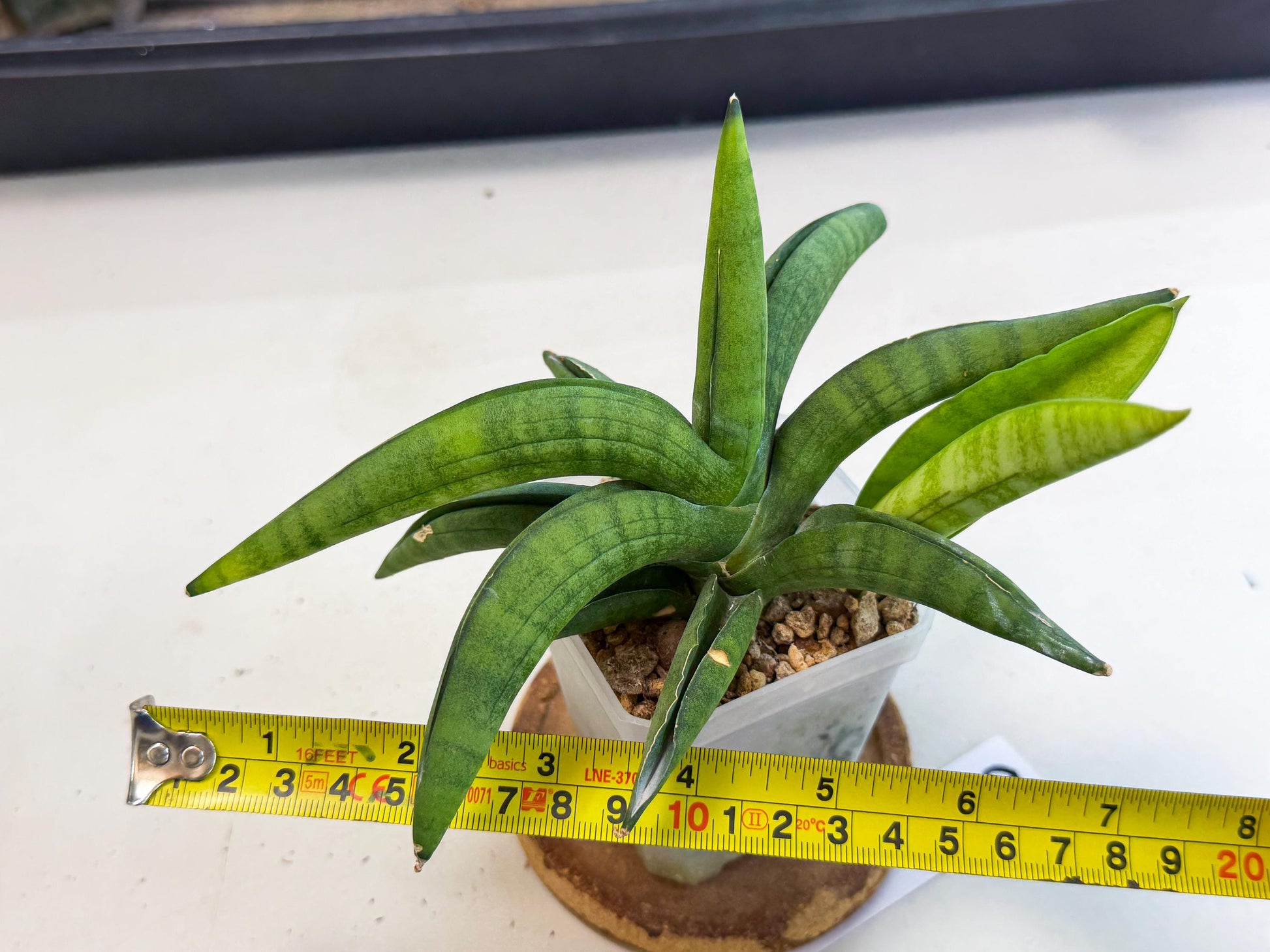 Sansevieria Lemon (ca1) (9) | Rare Hybrid