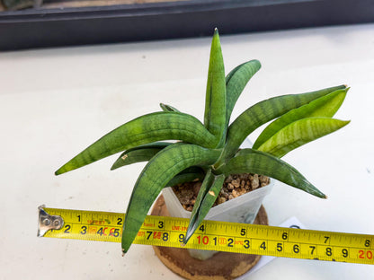 Sansevieria Lemon (ca1) (9) | Rare Hybrid