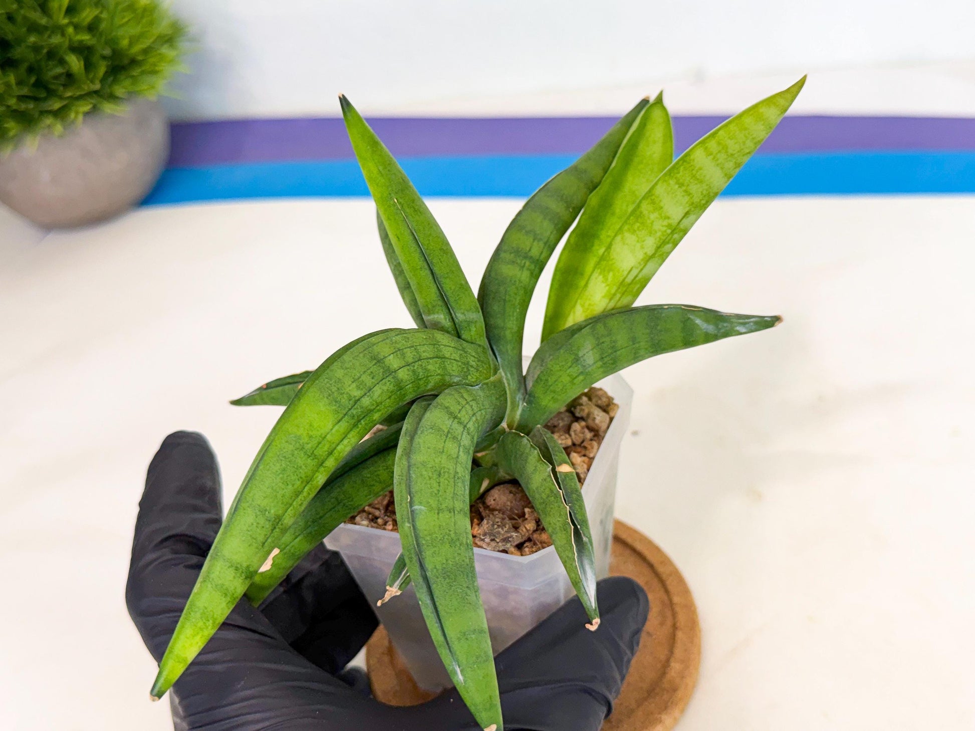Sansevieria Lemon (ca1) (9) | Rare Hybrid