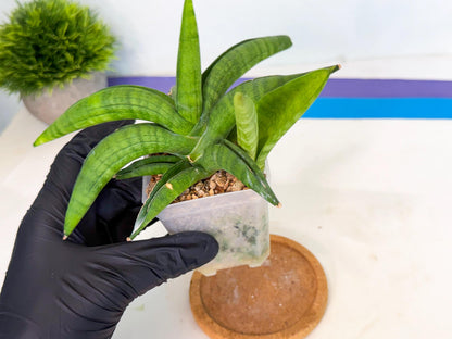 Sansevieria Lemon (ca1) (9) | Rare Hybrid