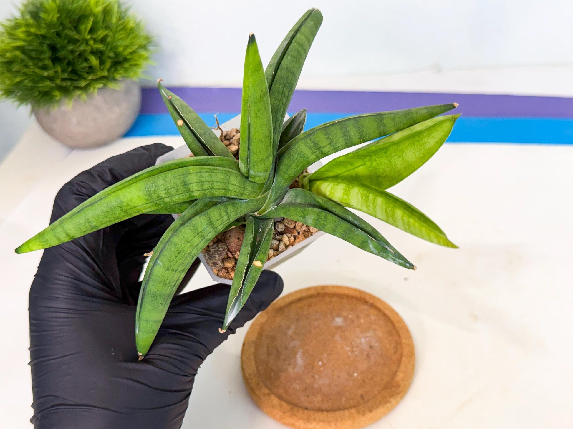 Sansevieria Lemon (ca1) (9) | Rare Hybrid