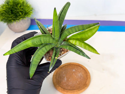 Sansevieria Lemon (ca1) (9) | Rare Hybrid