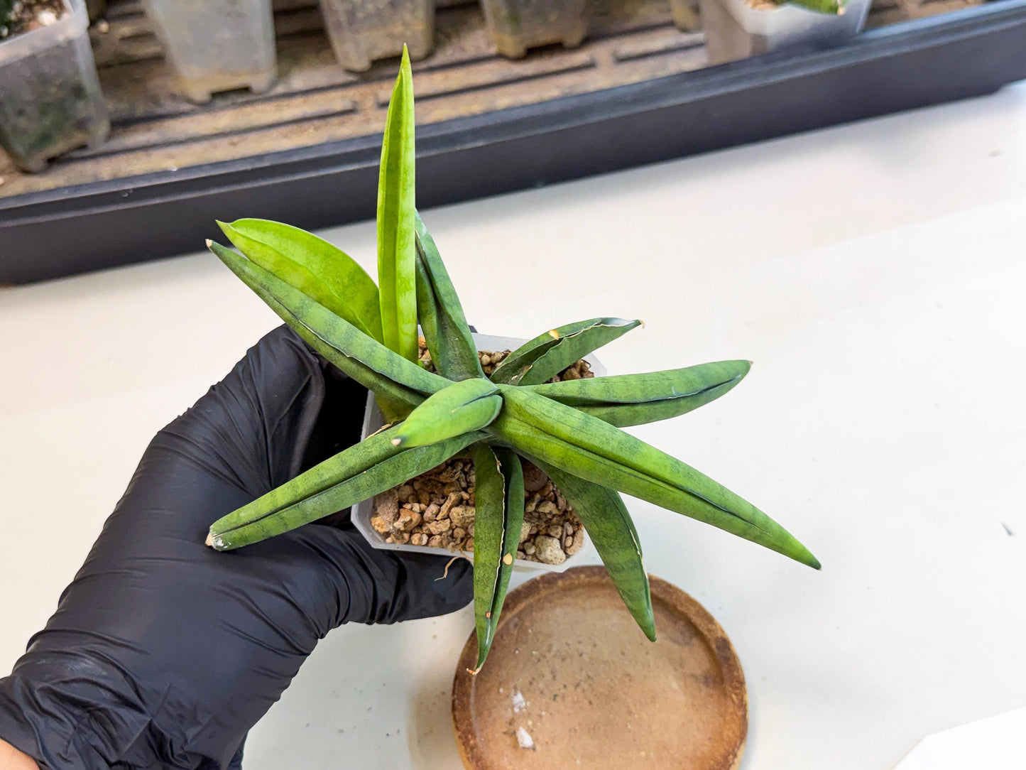 Sansevieria Lemon (ca1) (9) | Rare Hybrid