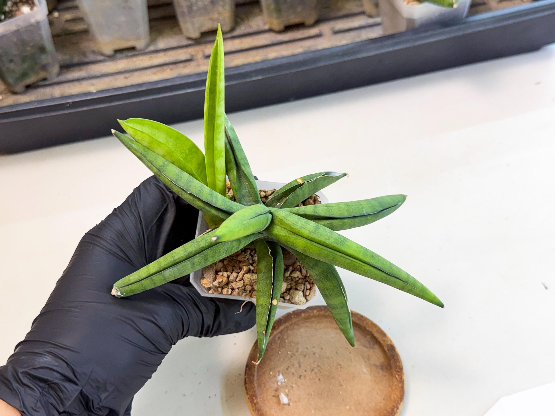 Sansevieria Lemon (ca1) (9) | Rare Hybrid