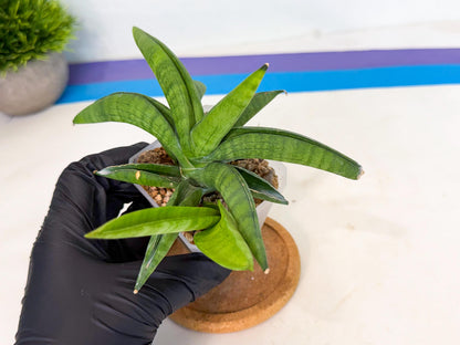 Sansevieria Lemon (ca1) (9) | Rare Hybrid