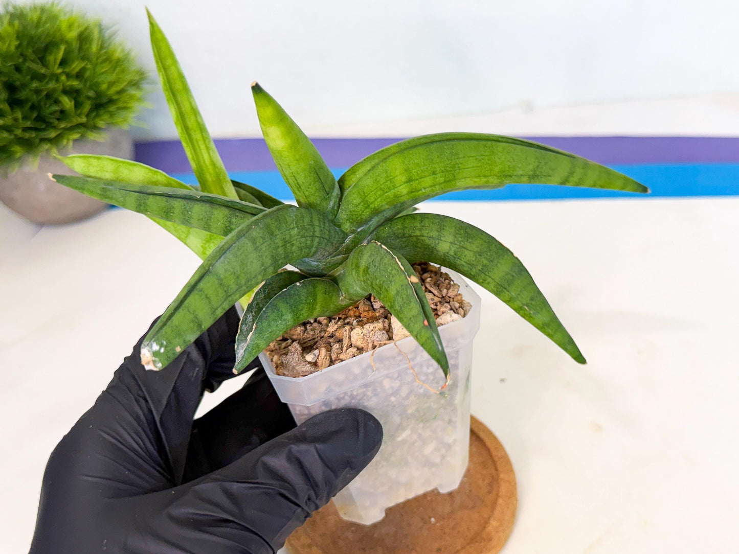 Sansevieria Lemon (ca1) (9) | Rare Hybrid
