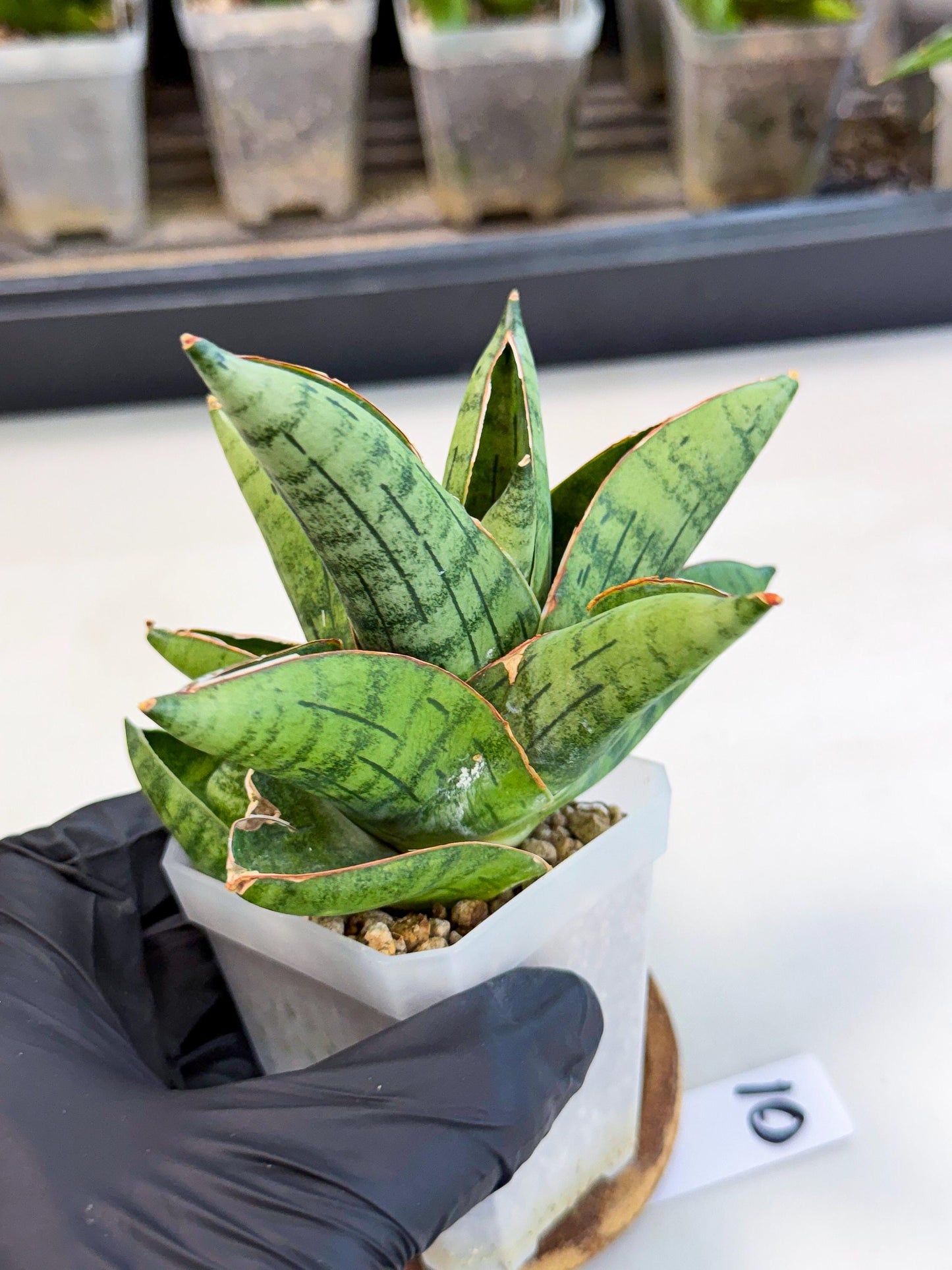 Sansevieria Jumbo (ca1) (10) | Rare Import