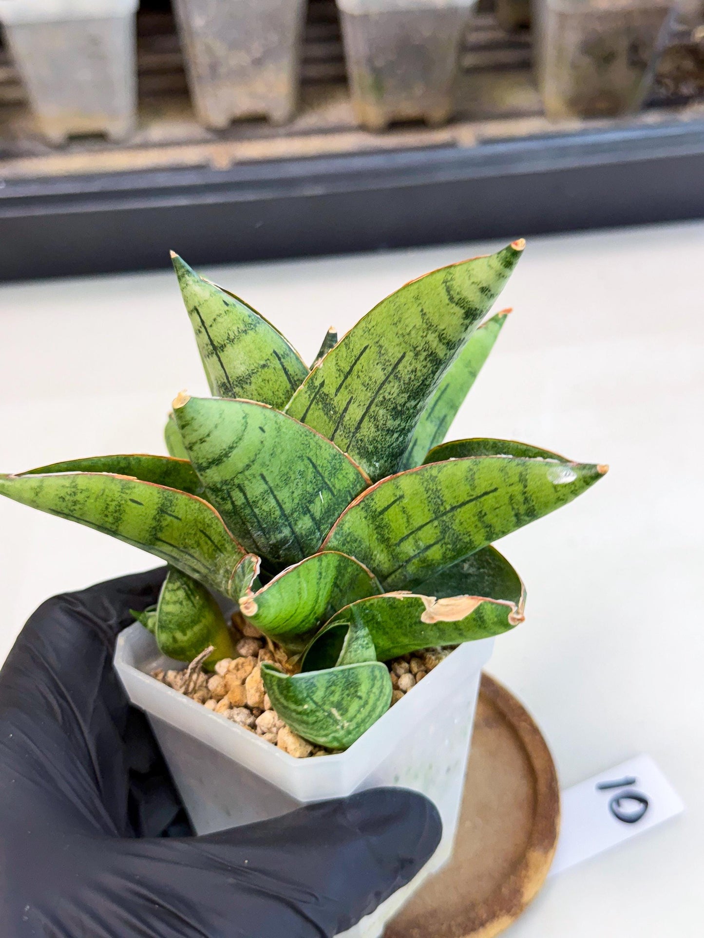 Sansevieria Jumbo (ca1) (10) | Rare Import