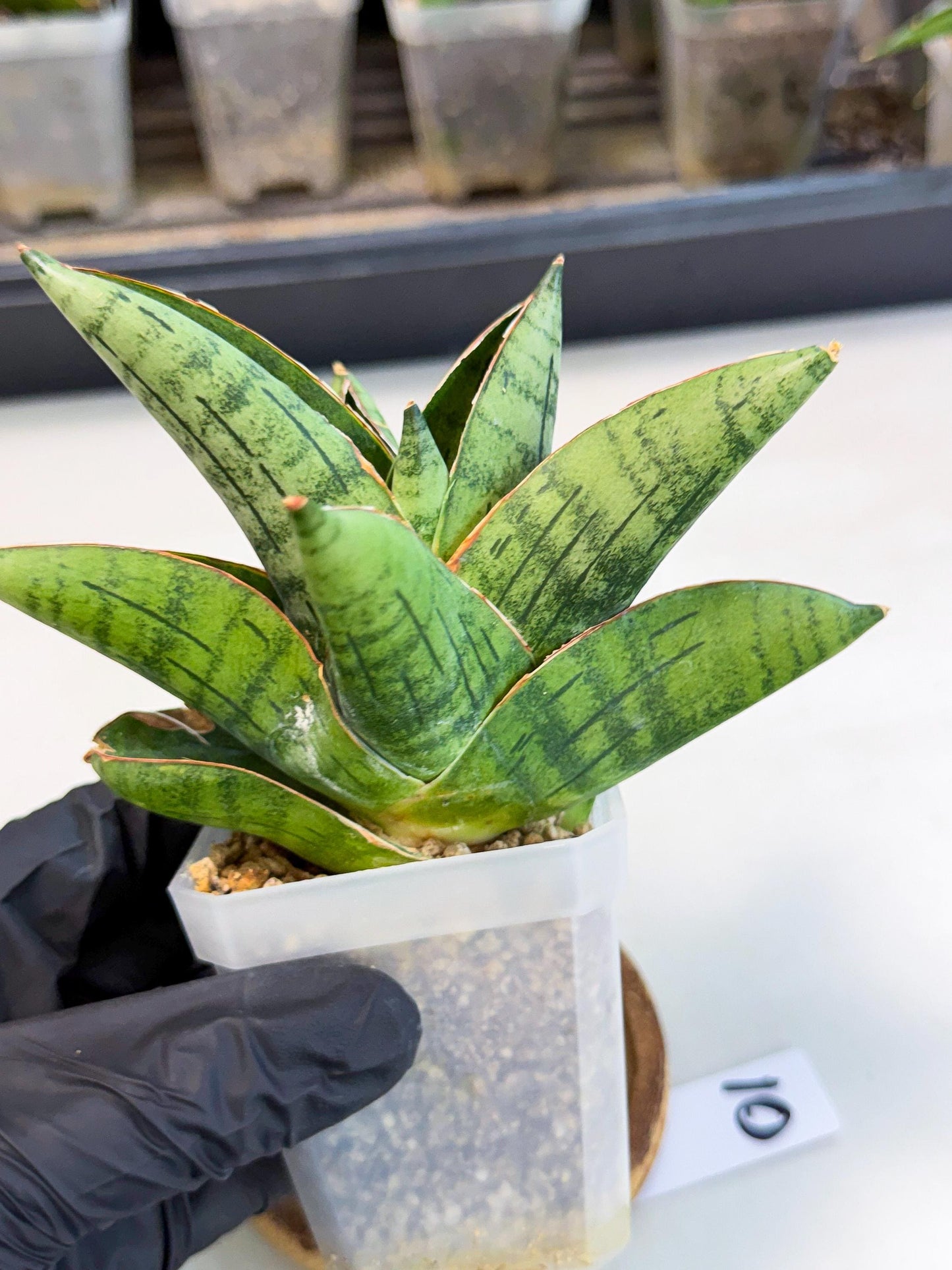 Sansevieria Jumbo (ca1) (10) | Rare Import