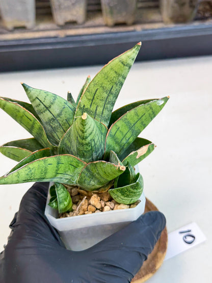 Sansevieria Jumbo (ca1) (10) | Rare Import