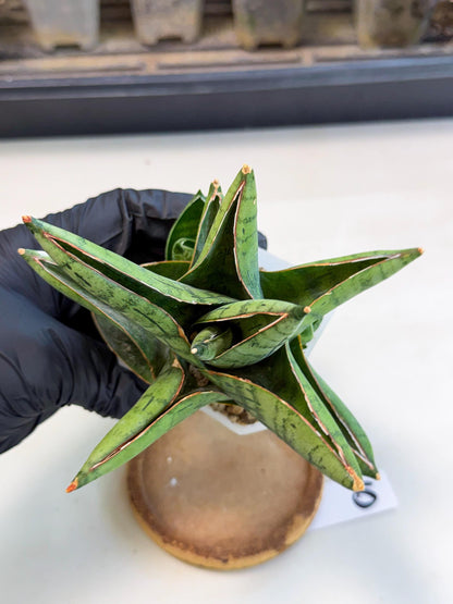 Sansevieria Jumbo (ca1) (10) | Rare Import