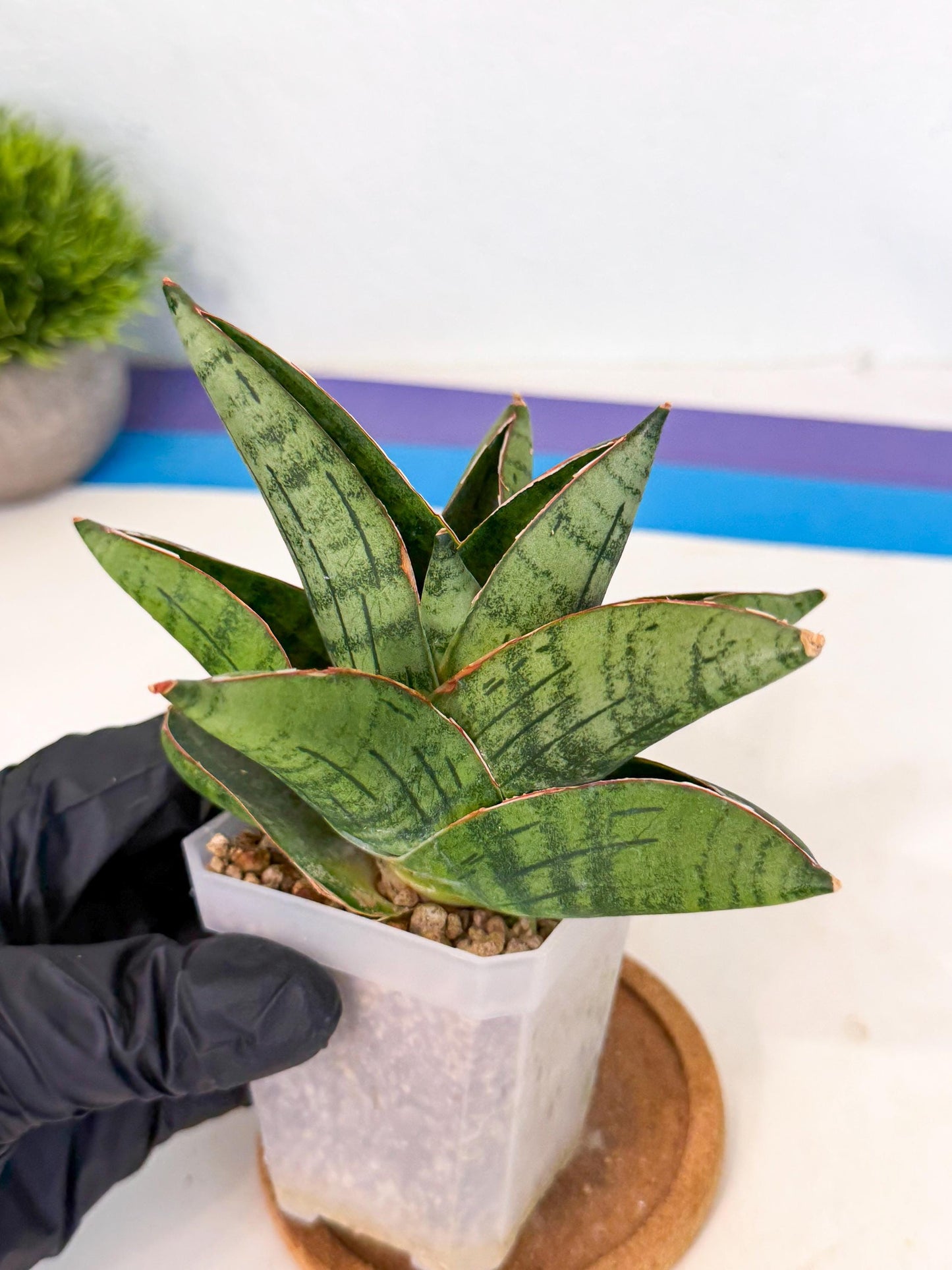 Sansevieria Jumbo (ca1) (10) | Rare Import
