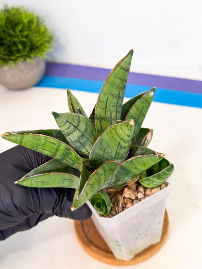 Sansevieria Jumbo (ca1) (10) | Rare Import