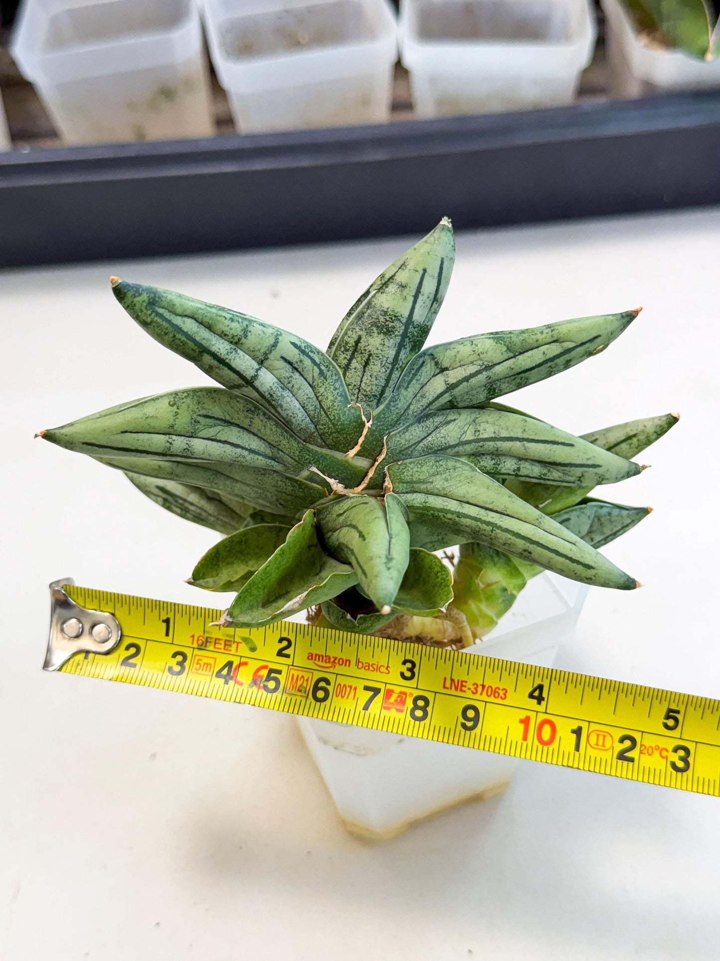 Sansevieria Melon (ca1) (11) | Rare Hybrids