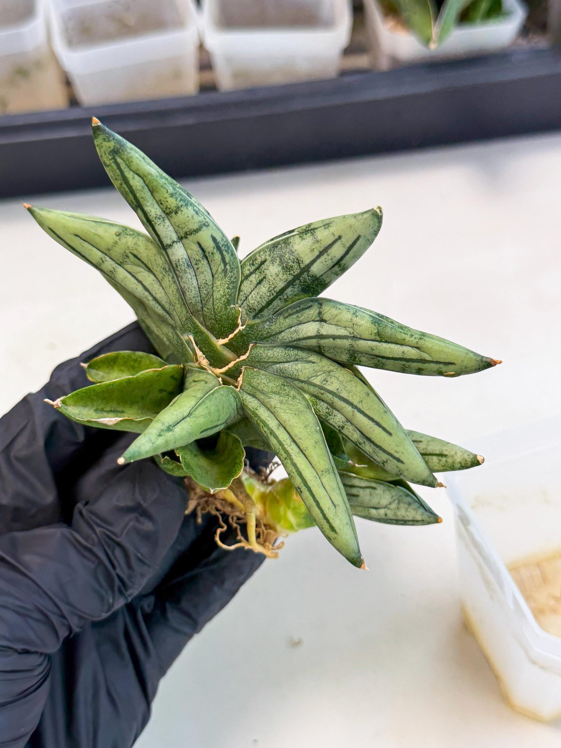 Sansevieria Melon (ca1) (11) | Rare Hybrids